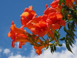 Rode bloemen