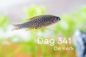 Dag 341