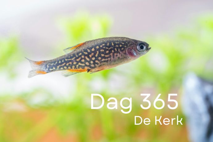 Dag 365