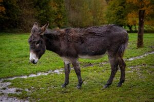 dendoktoor-animal-6842125_1920 dendoktoor-animal-6842125_1920