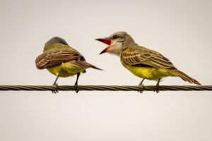 vogels vogels